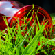 Image for article titled Complementary Colors 2